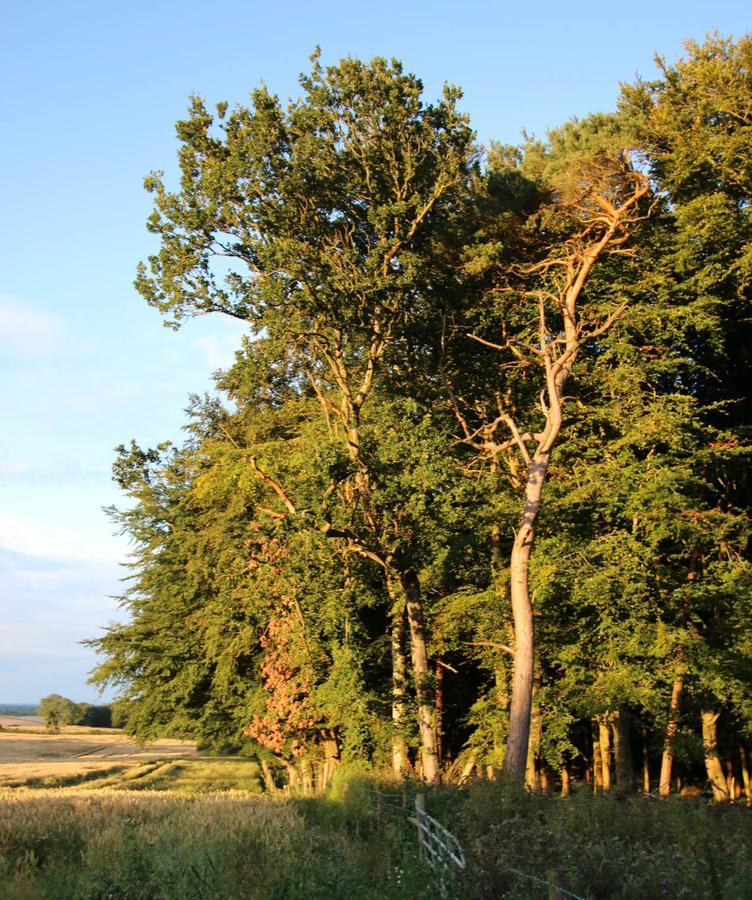Feetnpaws Bed & Breakfast Portaferry Eksteriør bilde